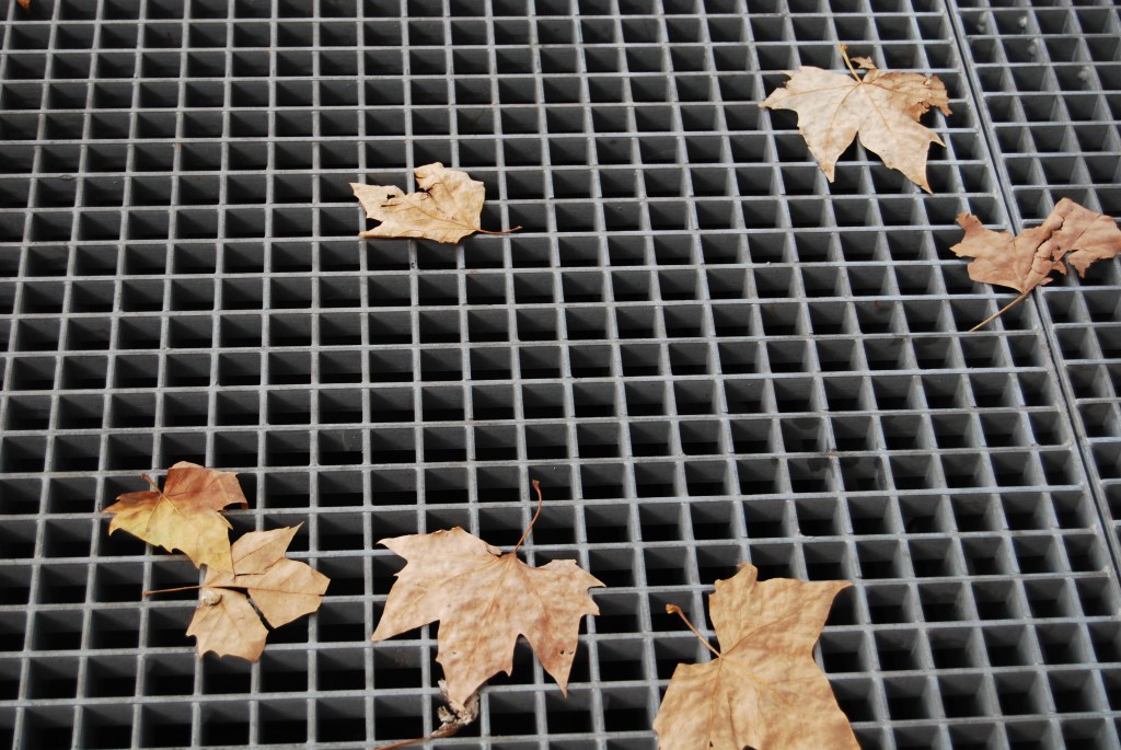 RATES: D’ANIMALONS SIMPÀTICS A MONSTRES REPUGNANTS.